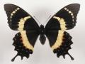 Papilio garamas elyctron female abberant (Internet Image property of respective owner, non-commercial use only)